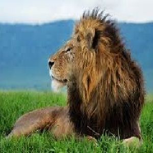 অহংকাৰী বনৰজা